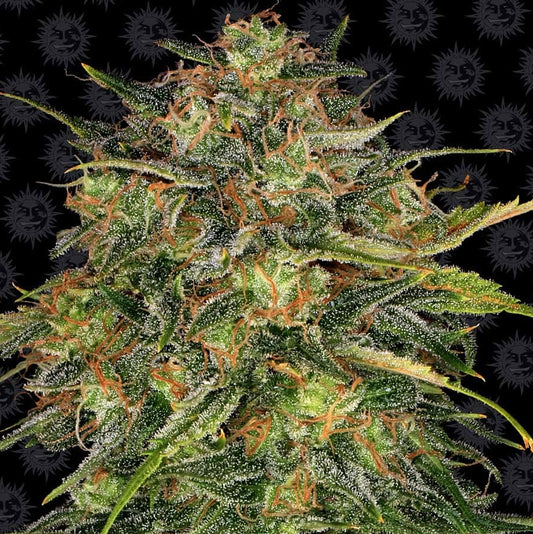 Barney's Farm Cheese