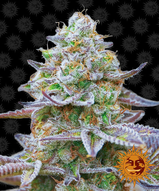 Barney's Farm Gorilla Zkittlez