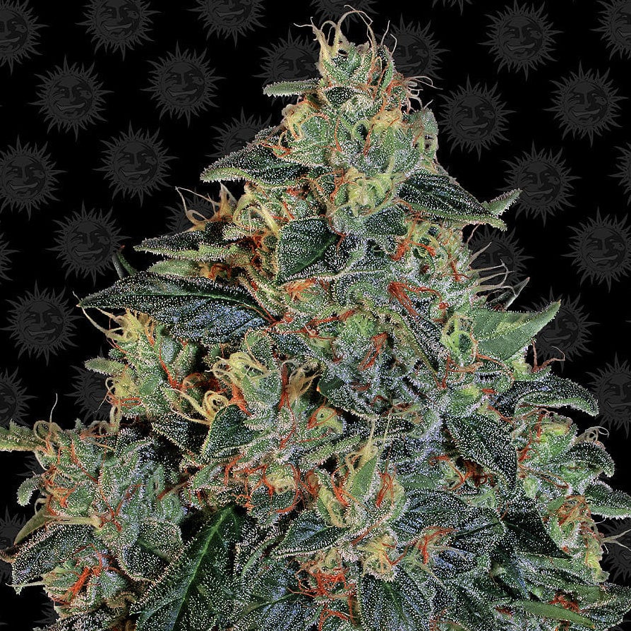 Barney's Farm Blueberry OG