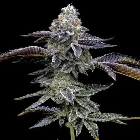 Blue Dream Barney's Farm