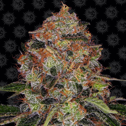 Barney's Farm Shiskaberry