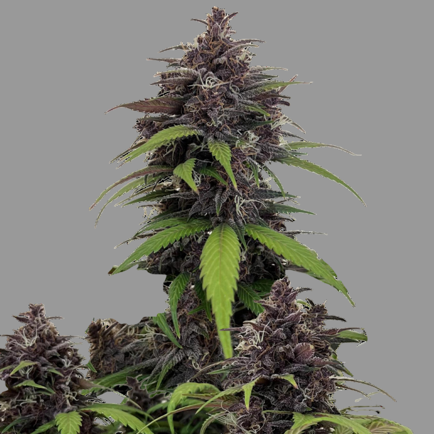 Purple Haze Auto Fast Buds