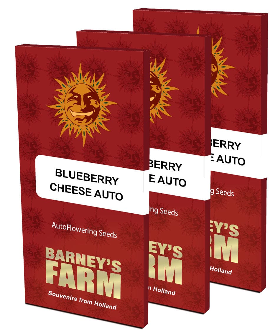 Barney's Farm Blue Cheese Auto