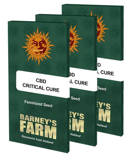 Barney's Farm CBD Critical Cure