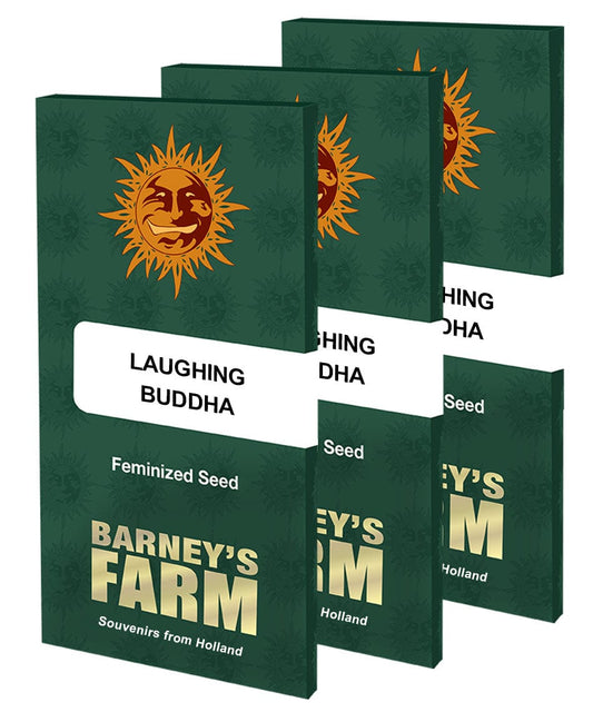 Barney's Farm Laughing Buddha