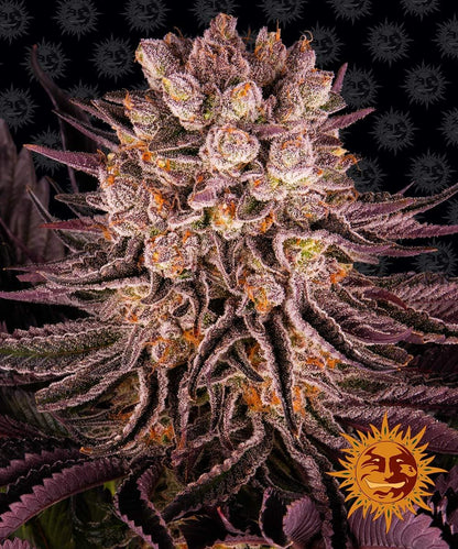 Barney's Farm Mimosa x Orange Punch