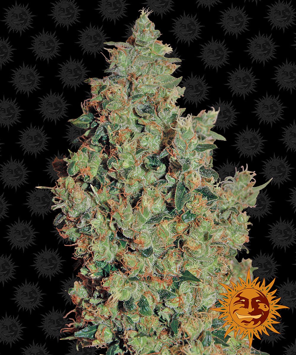 Barney's Farm Tangerine Dream