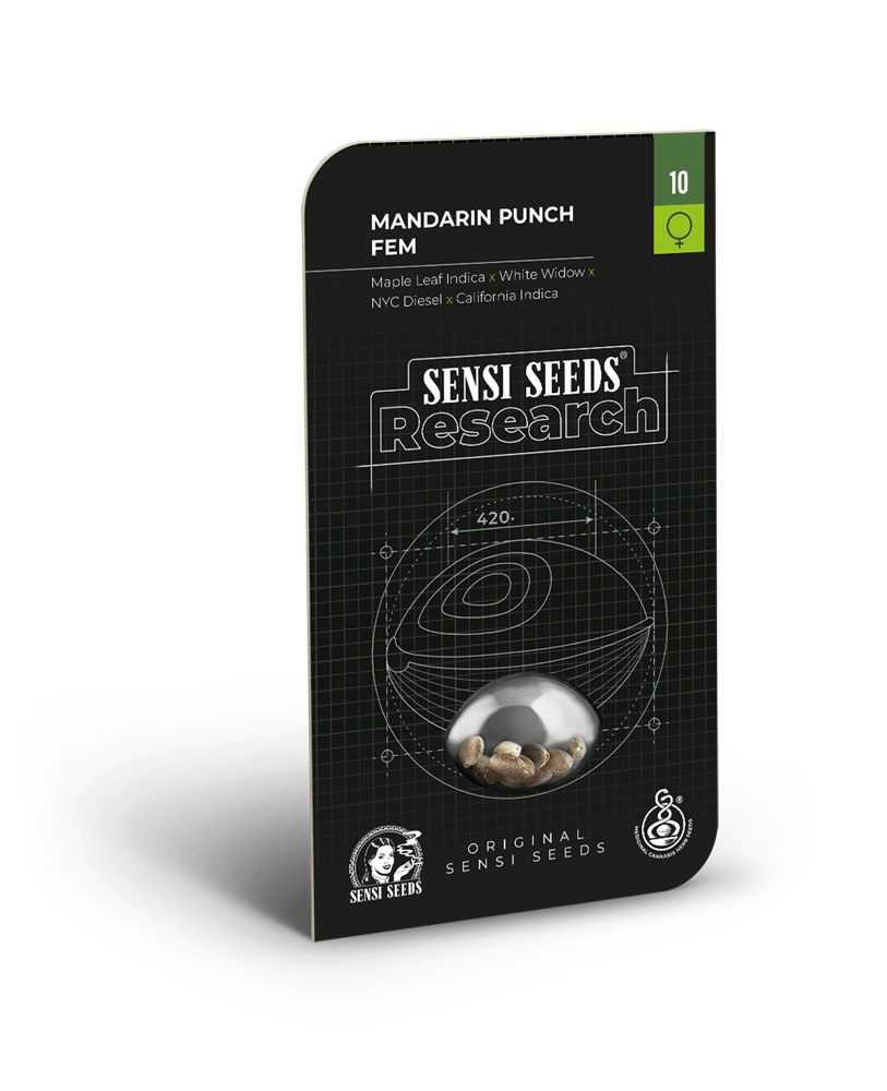 Sensi Seeds Mandarin Punch